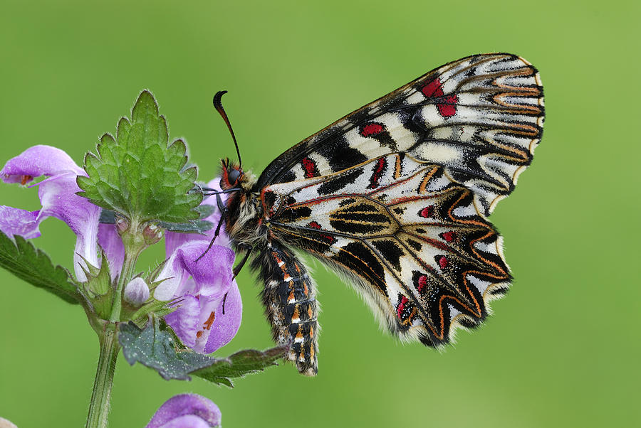 Southern Festoon Butterfly Po Valley Photograph by Thomas Marent