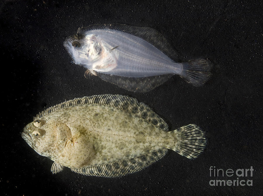 Southern Flounder Juveniles Photograph by Greg Dimijian
