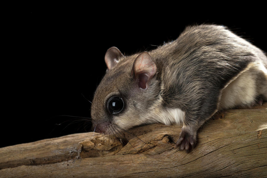 Wildlife Photograph - Southern Flying Squirrel, Glaucomys by Maresa Pryor