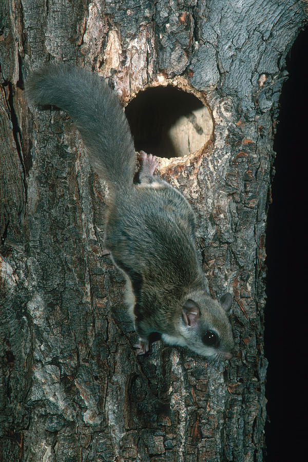 southern flying squirrel