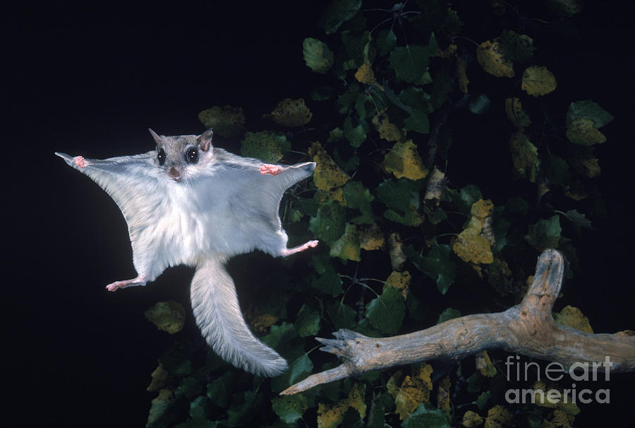 Squirrel Photograph - Southern Flying Squirrel by Nick Bergkessel Jr