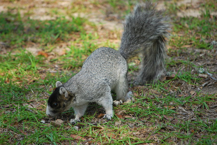 Southern Fox Squirrel Photograph by Bob Sample