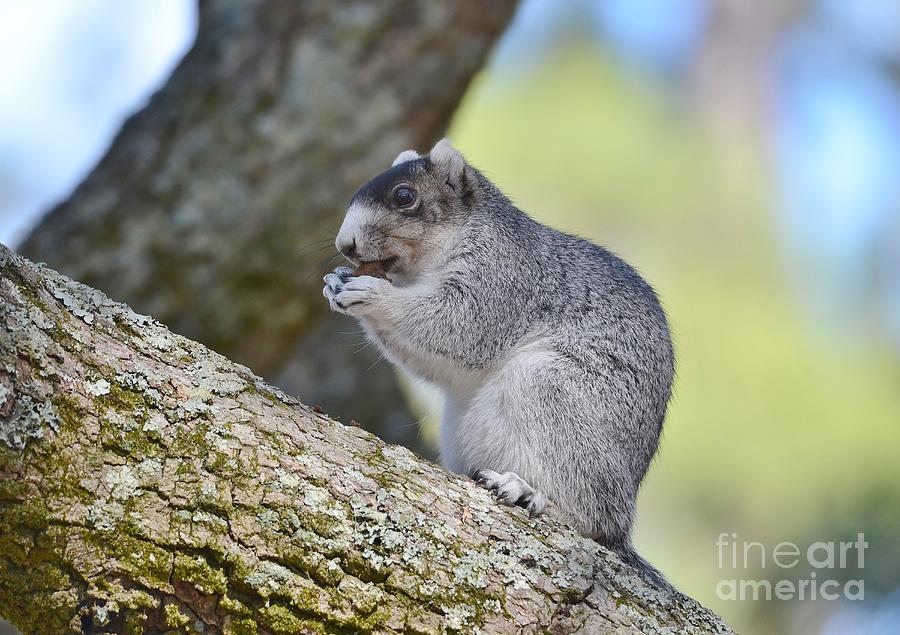 Southern Fox Squirrel Photograph by Kathy Baccari