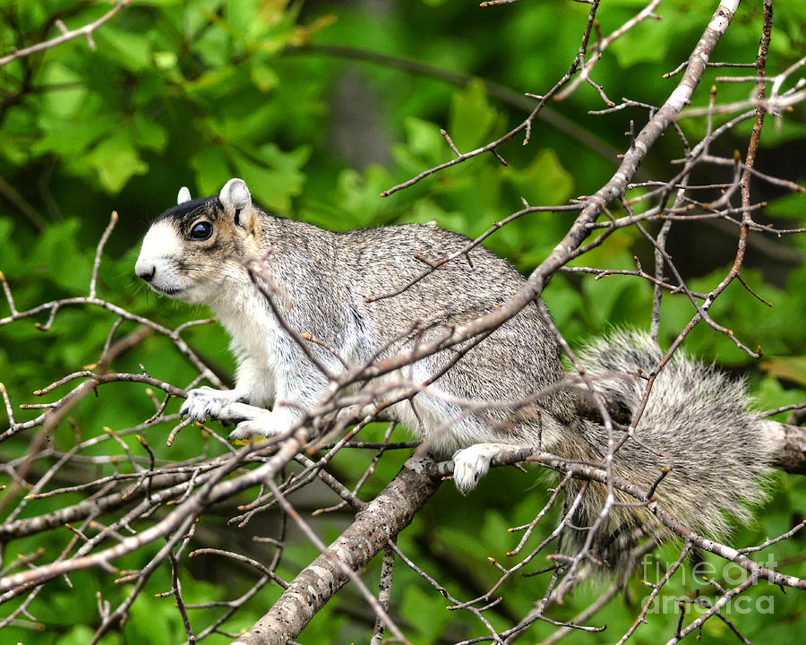 Southern Fox Squirrel On A Branch Photograph by Kathy Baccari