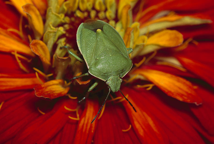 Southern Green Stink Bug Photograph by Gerry Ellis
