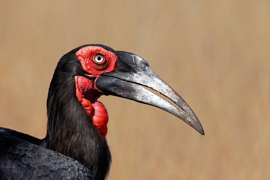 Southern Ground Hornbill Portrait Side View Photograph by Johan Swanepoel