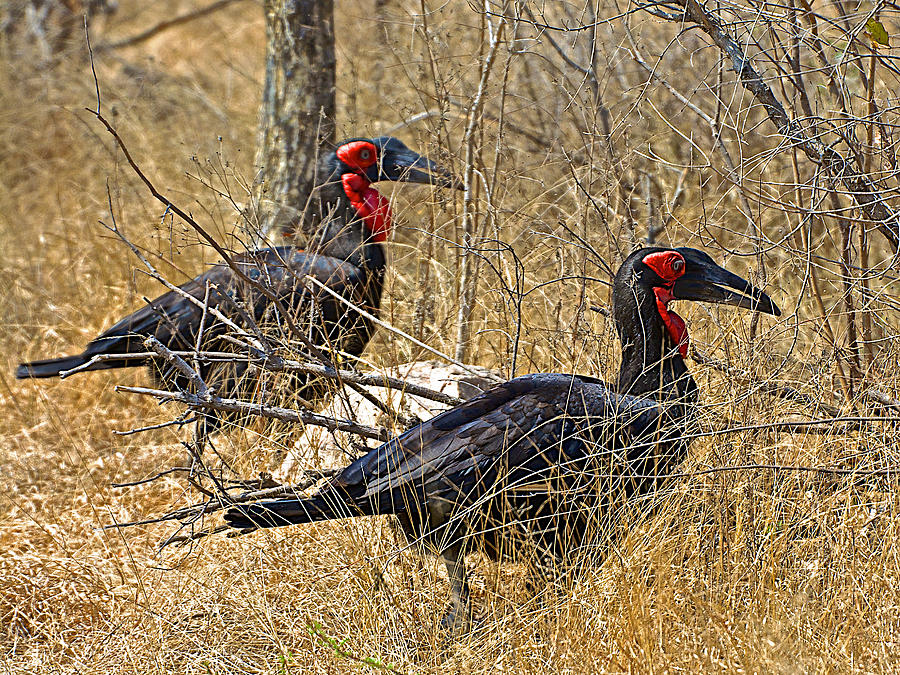 Bird Photograph - Southern Ground Hornbills in the Grass in Kruger National Park-South Africa by Ruth Hager