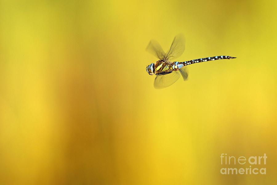 Nature Photograph - Southern Hawker Dragonfly by Bildagentur-online