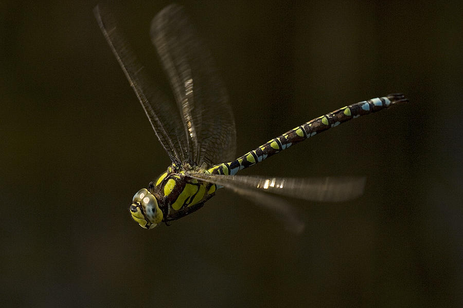 Southern Hawker dragonfly in flight Photograph by Tony Mills