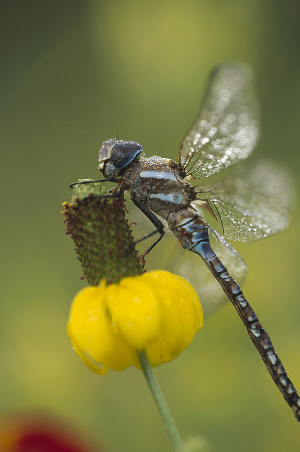 Southern Hawker Dragonfly On Prairie Photograph by Tim Fitzharris