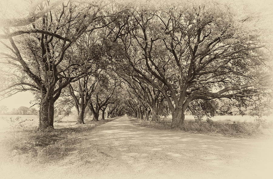 New Orleans Photograph - Southern Journey sepia by Steve Harrington
