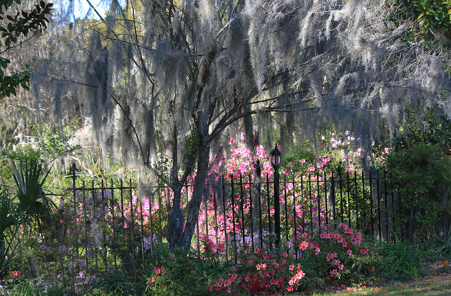 Southern Landscape Photograph by Ella Char