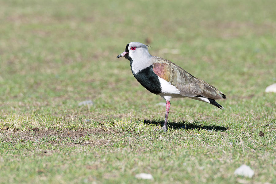 Southern Lapwing Photograph by Dr P. Marazzi/science Photo Library