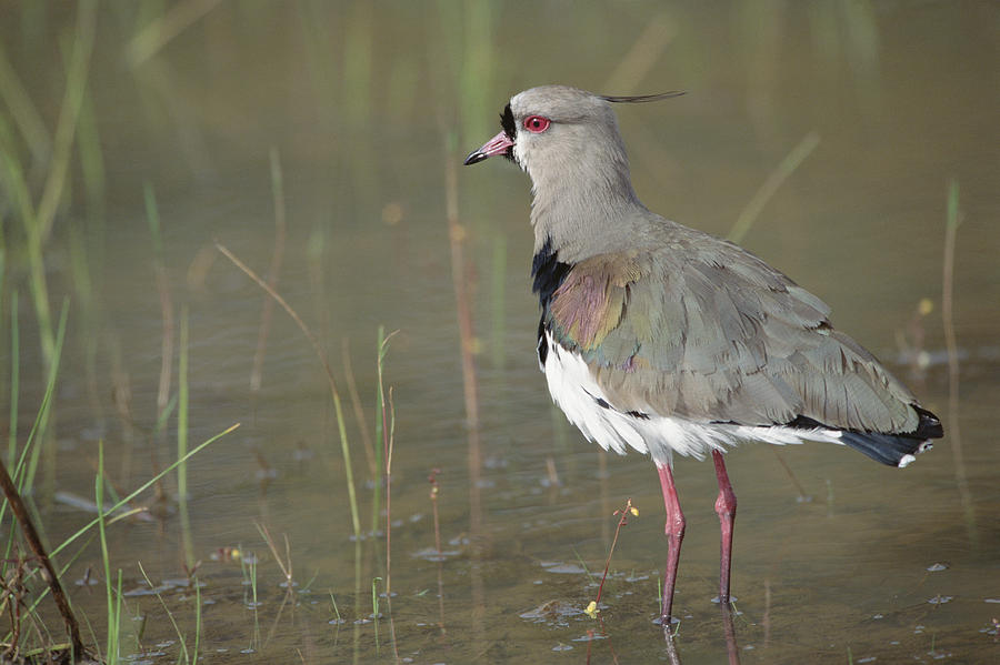 Animal Photograph - Southern Lapwing In Marshland Pantanal by Tui De Roy