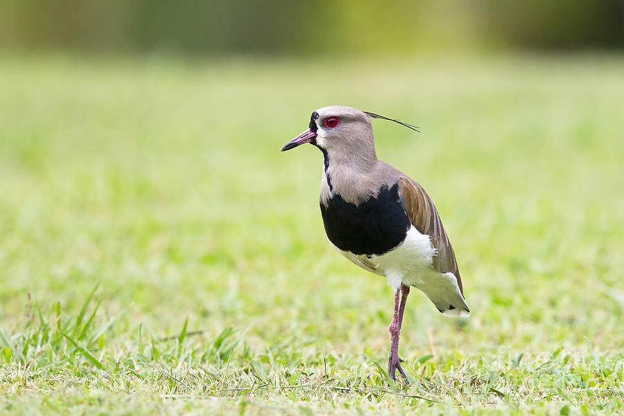 Southern Lapwing Photograph by Jean-Luc Baron