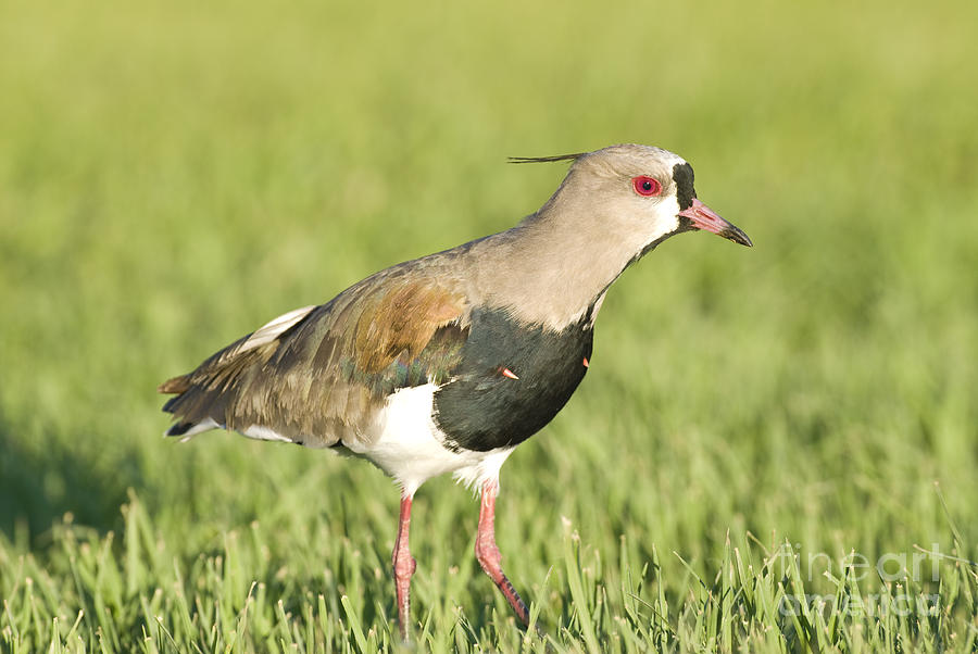Southern Lapwing Photograph by William H. Mullins