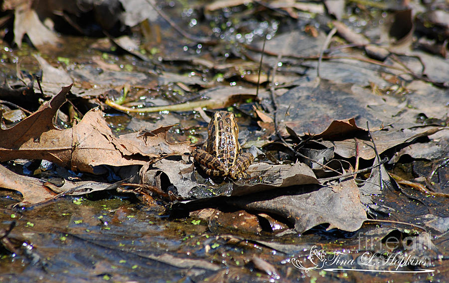 Southern Leopard Frog 20120416_126a Photograph by Tina Hopkins