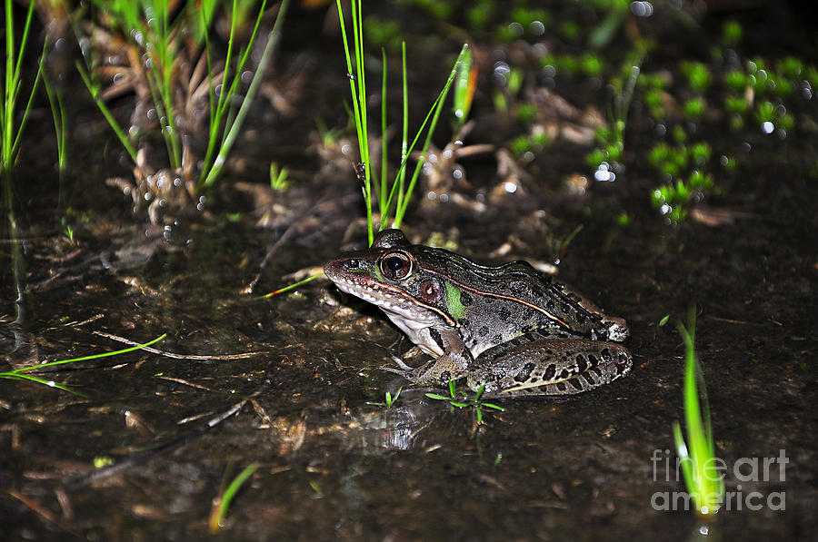 Southern Leopard Frog Photograph by Al Powell Photography USA