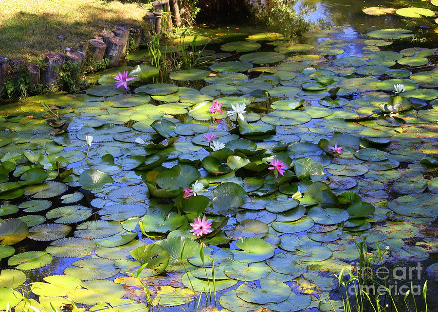 Southern Lily Pond Photograph
