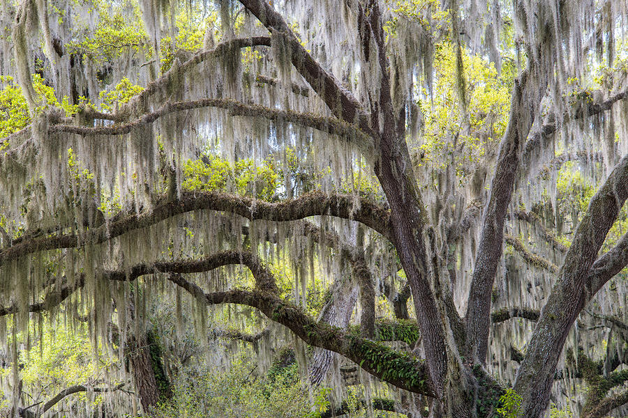 Southern Live Oak With Spanish Moss Photograph by Scott Leslie