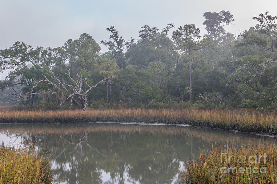Southern Lowcountry Fog Photograph by Dale Powell