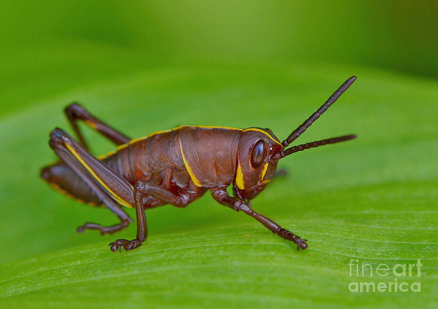 Southern Lubber Grasshopper Nymph Photograph by Kathy Baccari