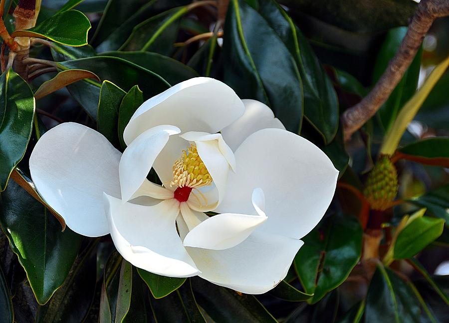Southern Magnolia Blossom Photograph by Charles Wagner Jr - Fine Art ...