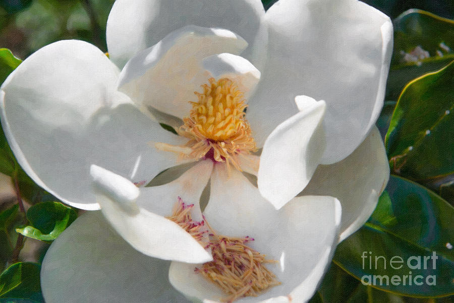 Southern Magnolia Blossom Photograph