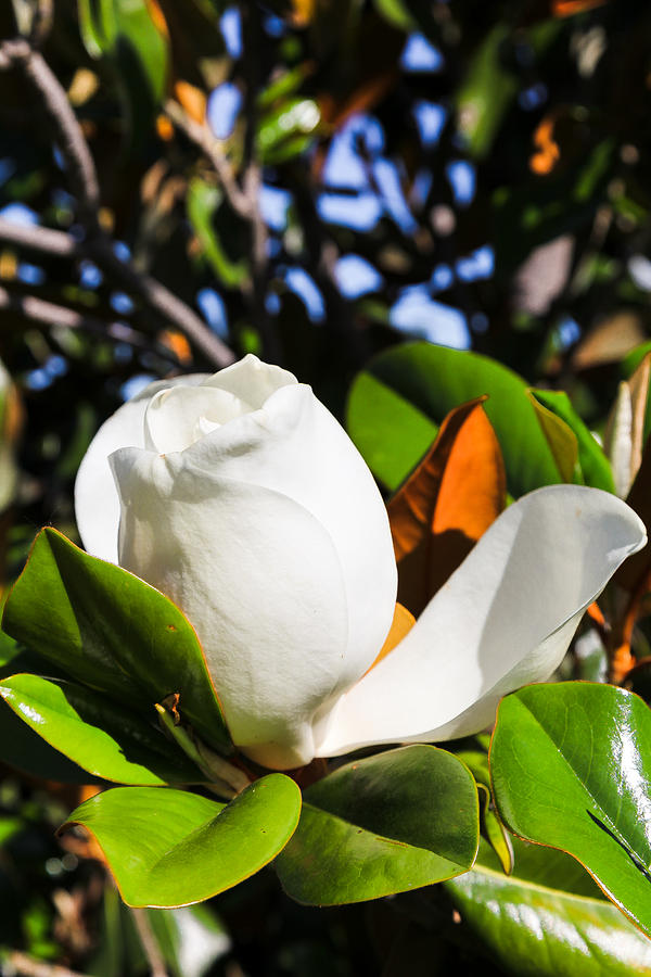 Southern Magnolia Blossom Photograph by Judy Wright Lott