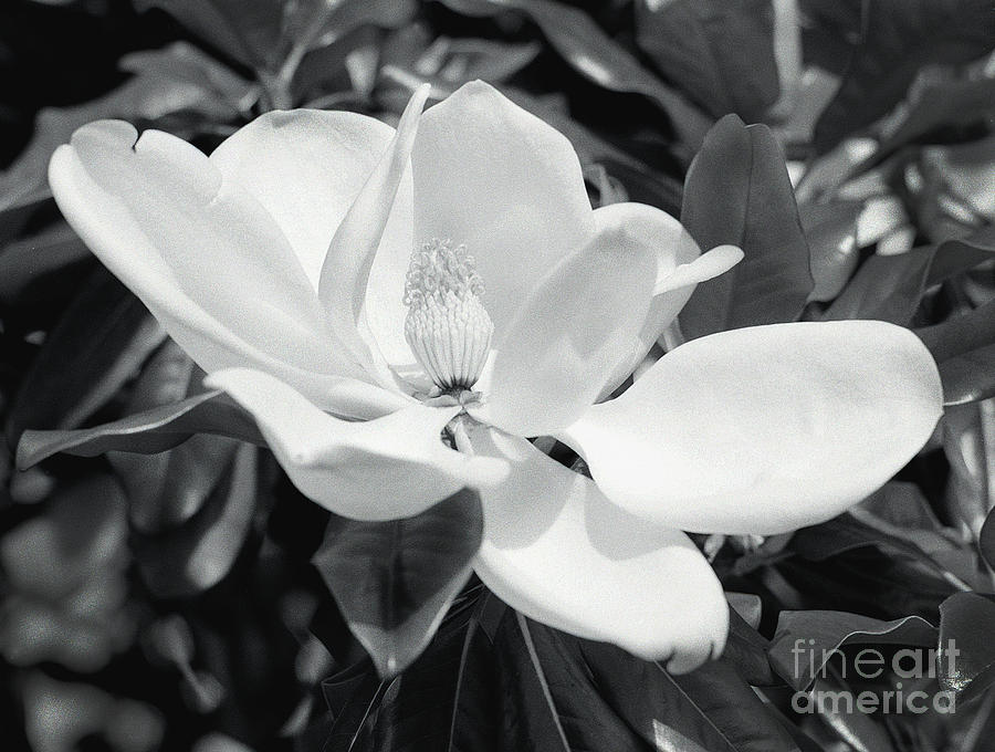 Southern Magnolia Photograph by Deborah Gray Mitchell