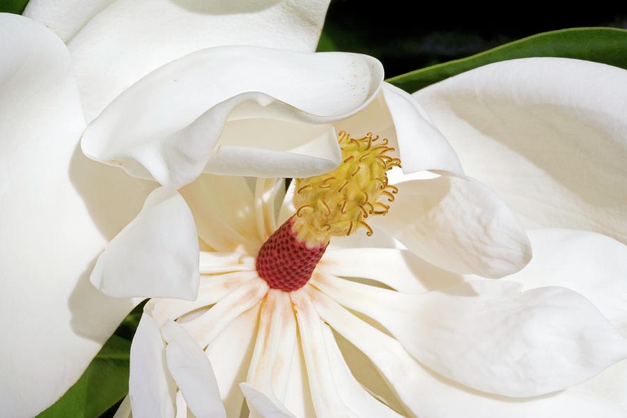 Nature Photograph - Southern Magnolia Flower by Adam Hart-davis/science Photo Library