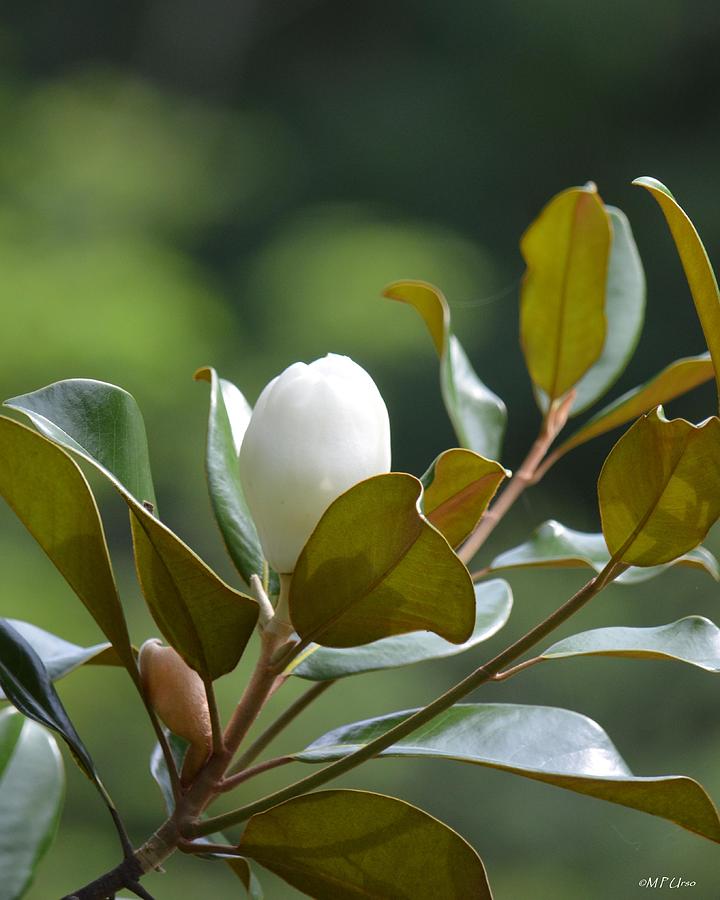 Southern Magnolia in Bloom Photograph by Maria Urso