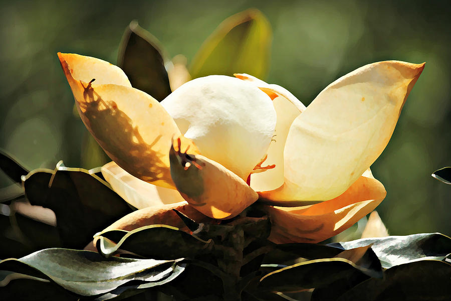 Southern Magnolia Photograph by Jean Connor