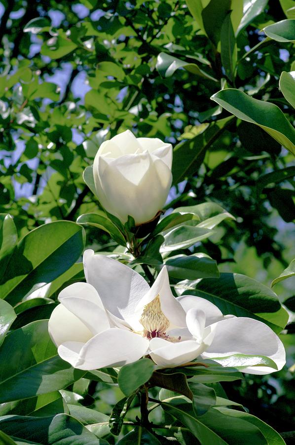 Spring Photograph - Southern Magnolia (magnolia Grandiflora) by Brian Gadsby/science Photo Library