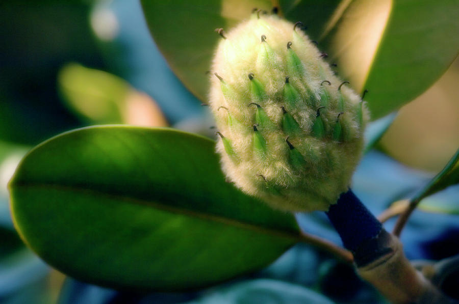 Nature Photograph - Southern Magnolia (magnolia Grandiflora) by Maria Mosolova/science Photo Library