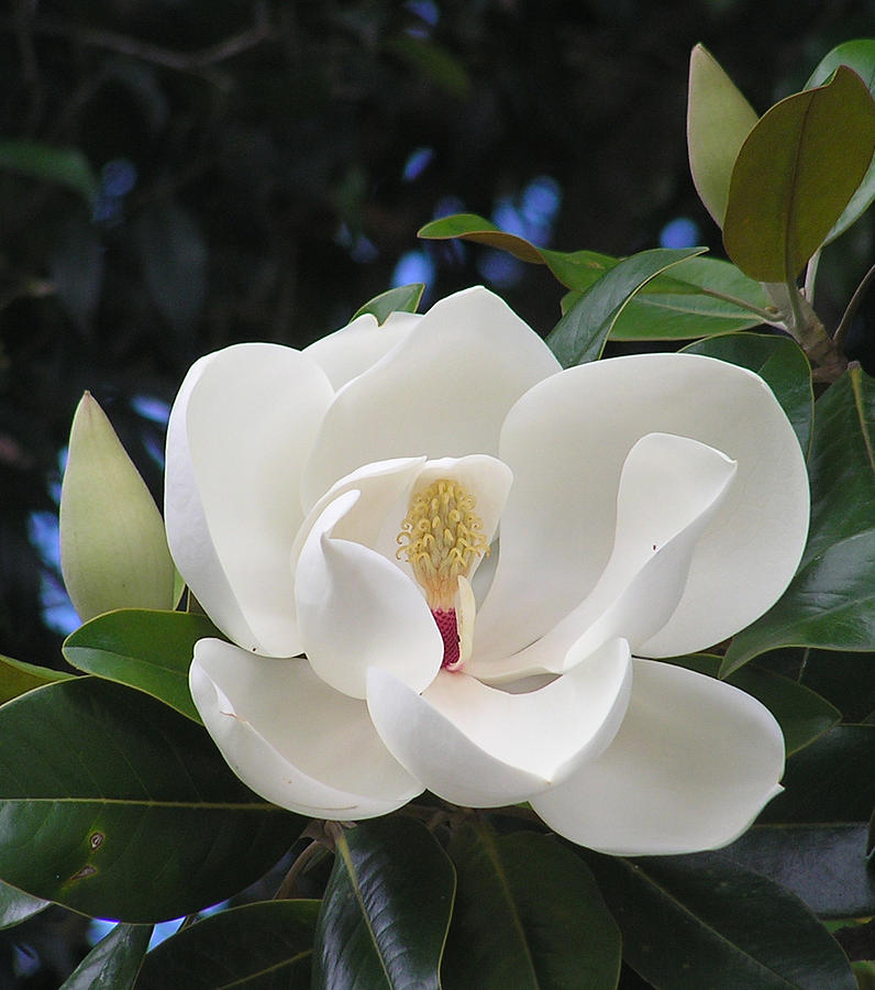 Southern Magnolia Photograph by Margaret Saheed