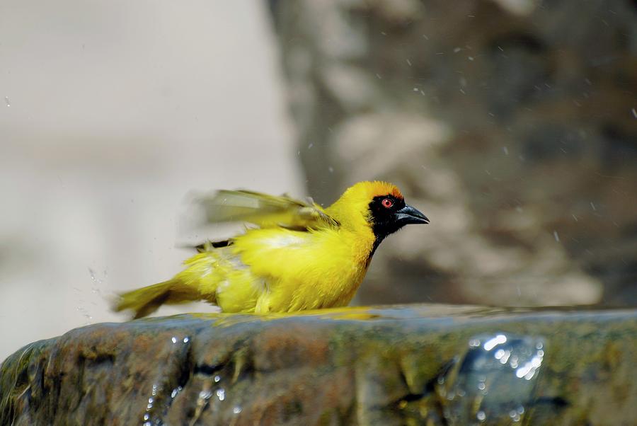 Southern Masked Weaver Male Bathing Photograph by Peter Chadwick/science Photo Library