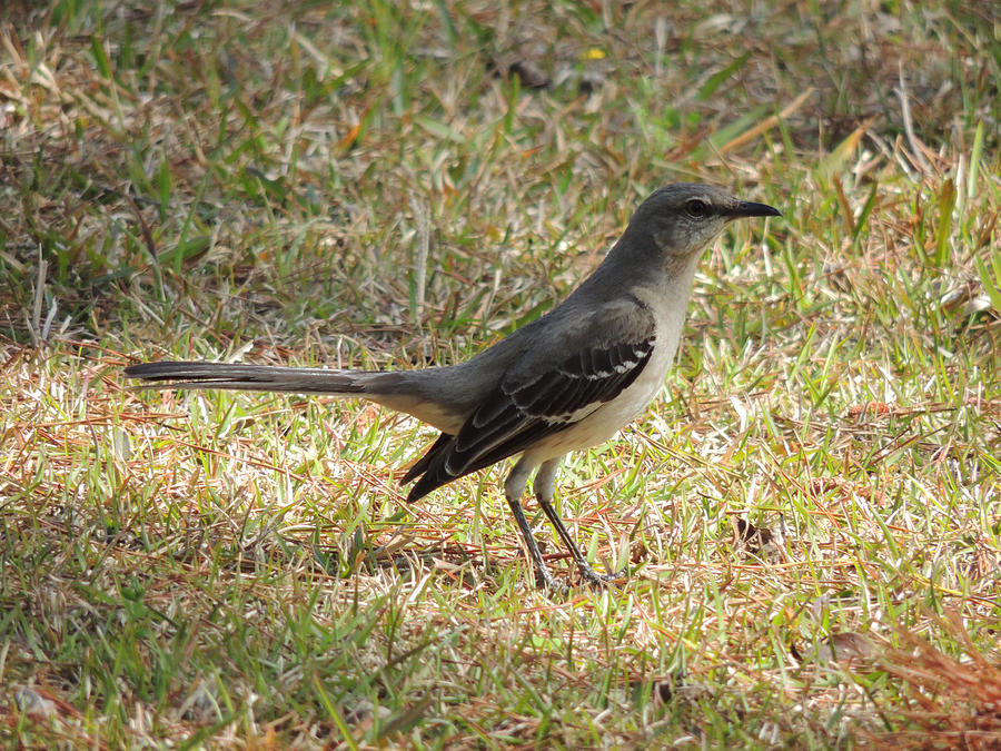 South Photograph - Southern Mockingbird by Kim Pate