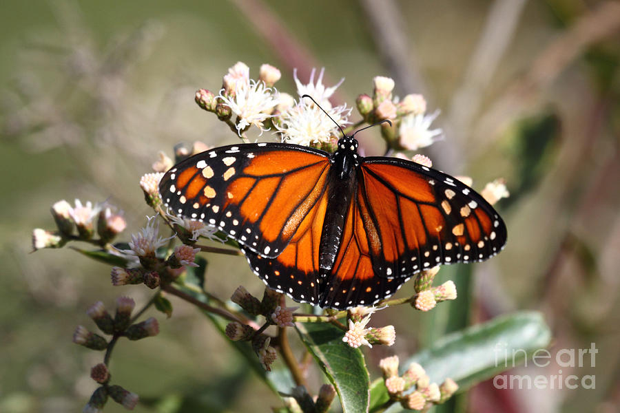 Southern monarch butterfly Photograph by James Brunker