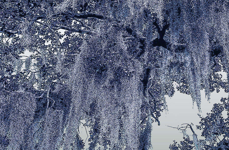 Southern Moss in Blue and Gray Photograph by Ginny Schmidt