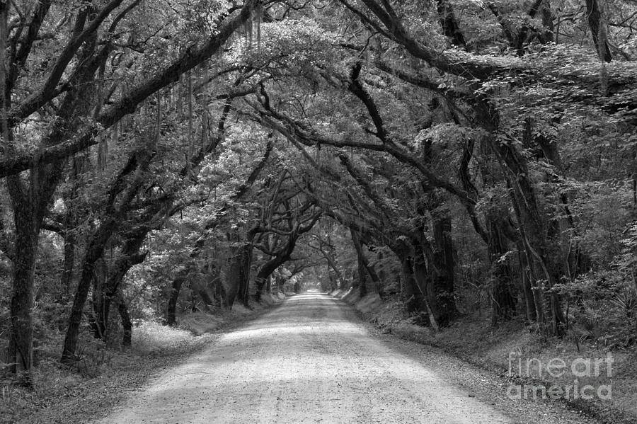 Avenue Of The Oaks Photograph - Southern Oak Avenue In Black And White by Adam Jewell