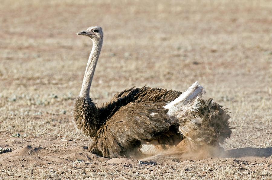 Kgalagadi Transfrontier Park Photograph - Southern Ostrich by Tony Camacho/science Photo Library