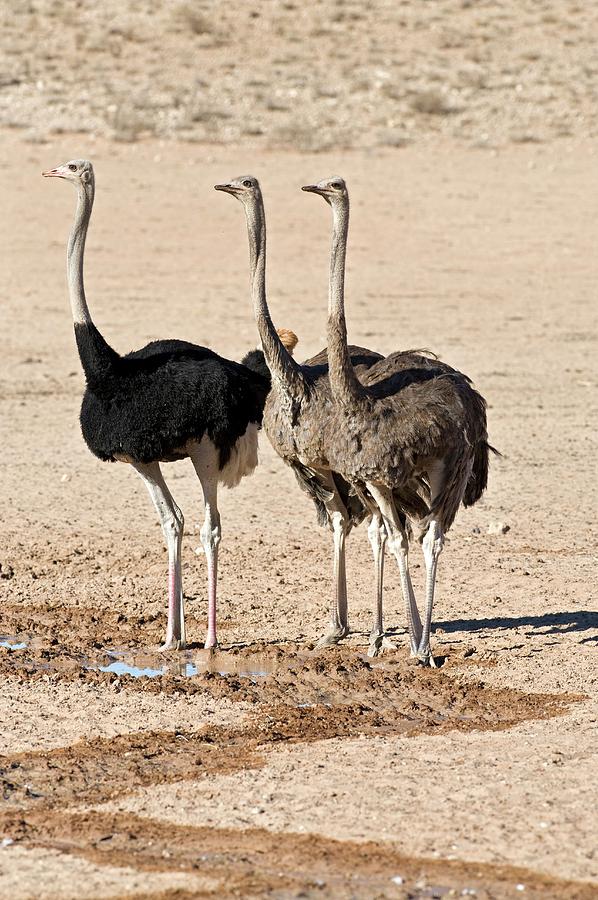 Southern Ostriches Photograph by Tony Camacho/science Photo Library