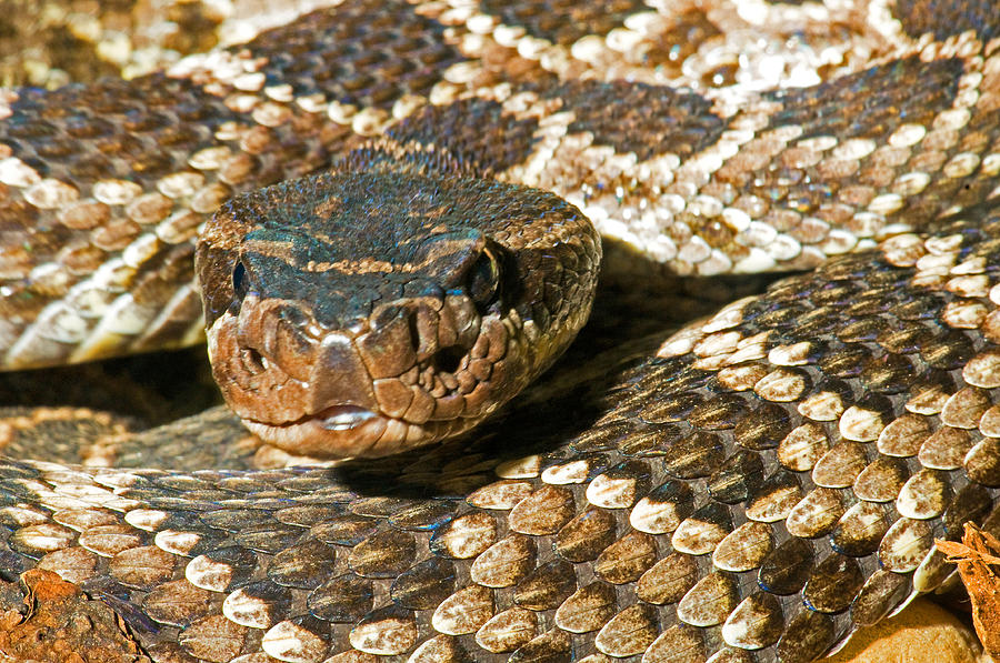 Southern Pacific Rattlesnake Photograph by Millard H. Sharp - Fine Art ...