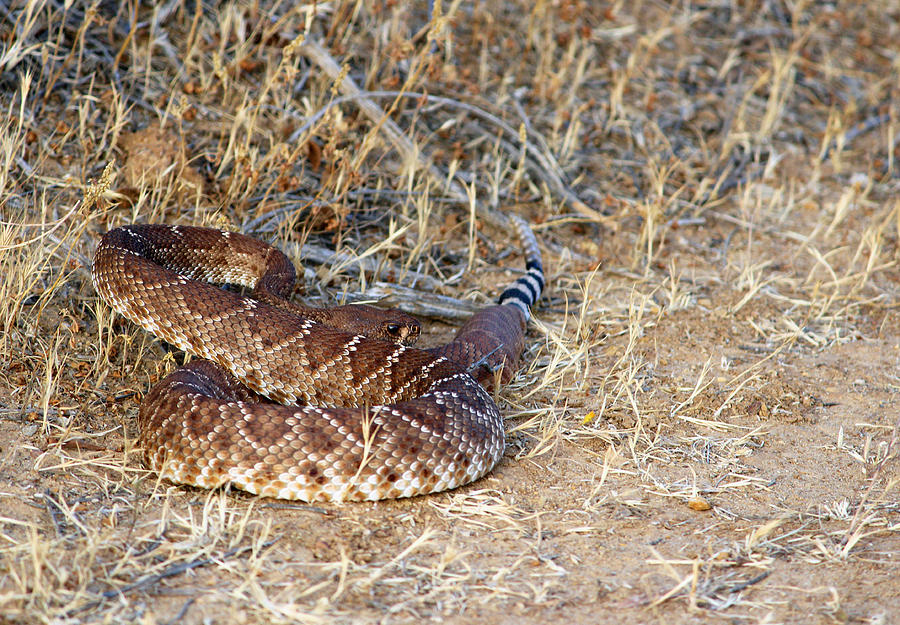 Southern Pacific Rattlesnake Photograph by Robin Street-Morris