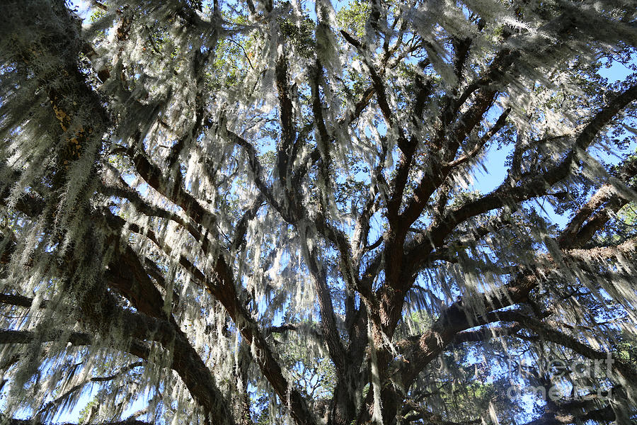 Southern Perspective - Mossy Live Oak Photograph by Carol Groenen ...