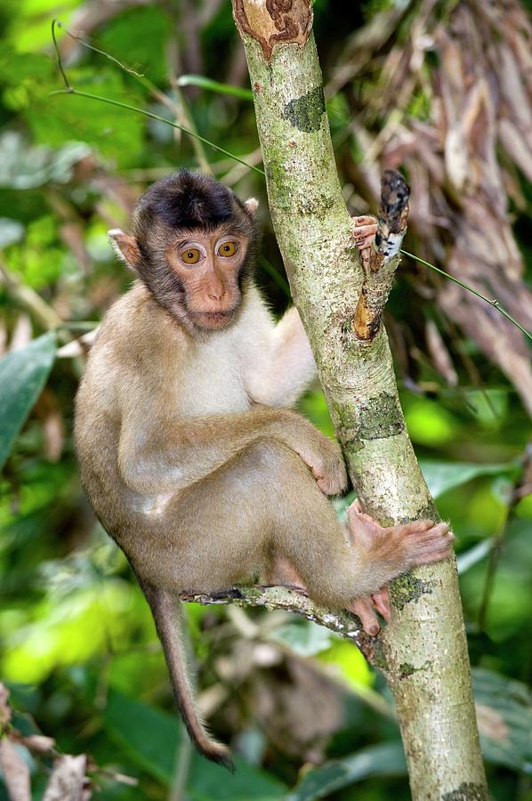 Southern Pig-tailed Macaque Photograph by Tony Camacho/science Photo Library