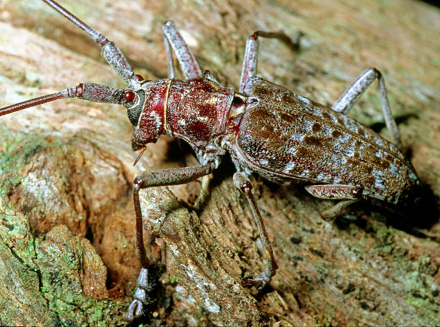 Southern Pine Sawyer Beetle Photograph by Millard H. Sharp