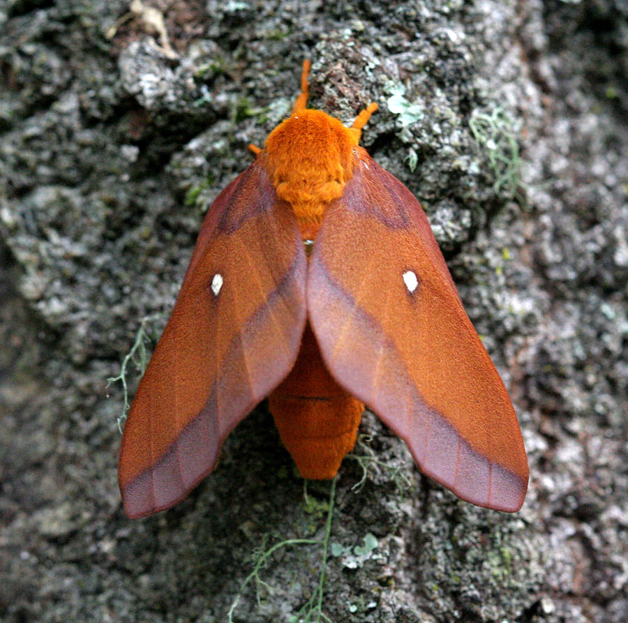 Southern Pink-striped Oakworm Moth Photograph by April Wietrecki Green