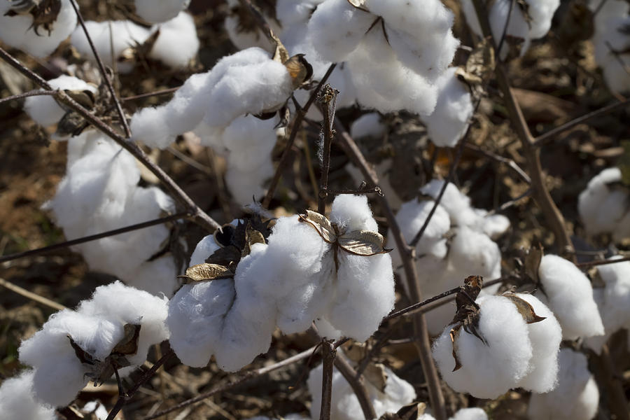 Southern Plantation Cotton Photograph by Kathy Clark